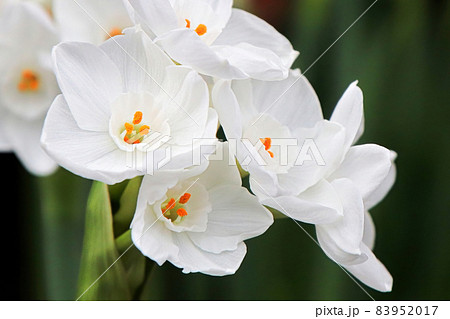 Macro photo of white and yellow narcissus flowers 83952017