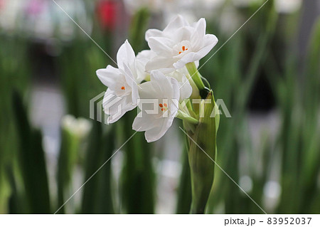 Closeup of paper white narcissus flowers blooming Closeup of paper white narcissus flowers blooming 83952037