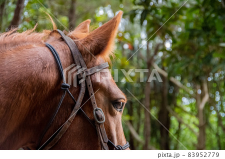 森の中を乗馬する 83952779