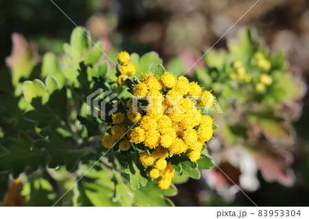 秋の公園に咲くイソギクの黄色い花 秋の公園に咲くイソギクの黄色い花 83953304
