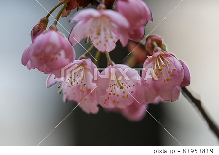 富士桜 83953819