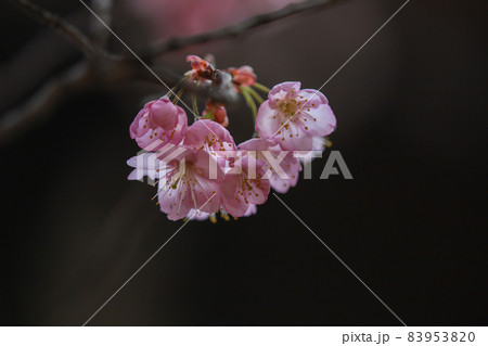 富士桜 83953820