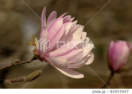 ヒメコブシ(姫辛夷)のピンクの花が可憐で可愛い ヒメコブシ(姫辛夷)のピンクの花が可憐で可愛い 83953947