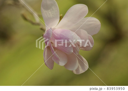 ヒメコブシ(姫辛夷)のピンクの花が可憐で可愛い ヒメコブシ(姫辛夷)のピンクの花が可憐で可愛い 83953950