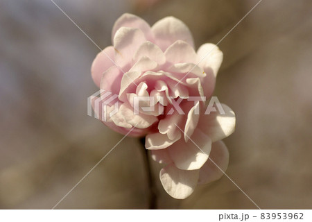 ヒメコブシ（姫辛夷）のピンクの花が可憐で可愛い 83953962