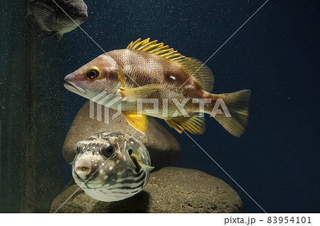 サザナミフグ　フグ　フエダイ　魚　シブダイ　Star snapper 83954101