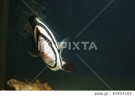イシダイ　石鯛　海水魚　魚 83954103