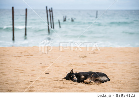Black stray dog sleep on Pilai beach, Phang Nga Black stray dog sleep on Pilai beach, Phang Nga 83954122