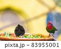 飽きた？ふてくされている？そっぽを向く子と食事中の2匹のヒノマルチョウ 83955001
