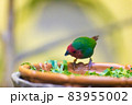 前傾姿勢で絶妙なバランスを披露するヒノマルチョウ 83955002