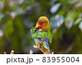 色鮮やかなドレスのような羽を毛づくろいするルリゴシボタンインコ 83955004