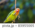 トレードマークの赤い嘴に枝をくわえてカメラ目線をキメているルリゴシボタンインコ 83955005