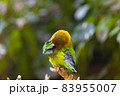 悩んでいる？恥ずかしがっている？絶妙なポージングのルリゴシボタンインコ 83955007