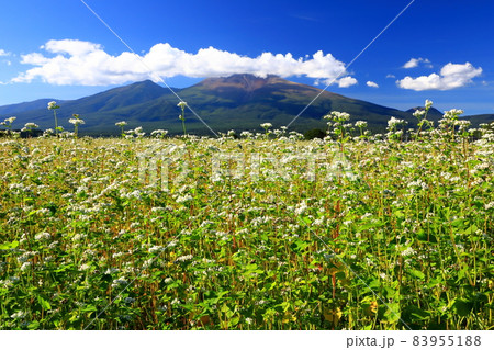 浅間山と蕎麦畑 83955188