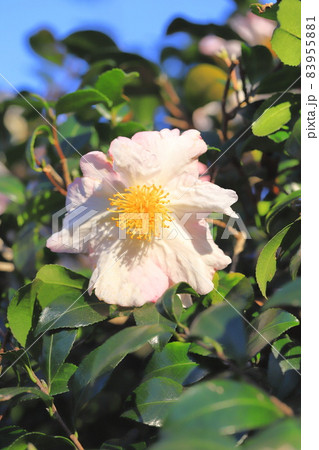 ピンク色の山茶花(サザンカ)の花 ピンク色の山茶花(サザンカ)の花 83955881