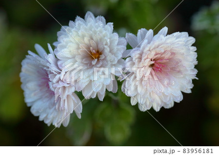 霜花 霜花 83956181