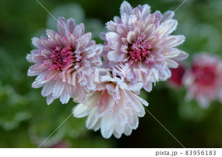 霜花 霜花 83956183