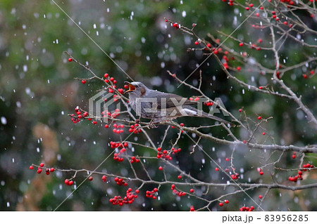 ヒヨドリ 83956285