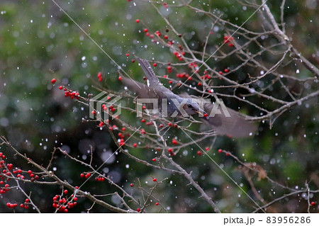 ヒヨドリ 83956286