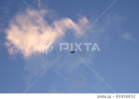 夕空に浮かぶ雲と飛ぶカラス 夕空に浮かぶ雲と飛ぶカラス 83956652