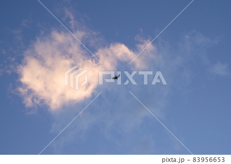夕空に浮かぶ雲と飛ぶカラス 83956653
