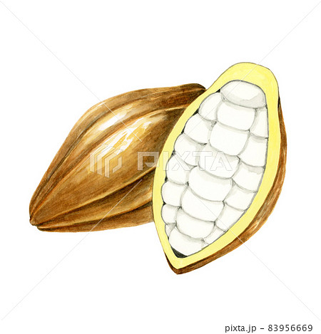 カカオ【手描き水彩画】 83956669