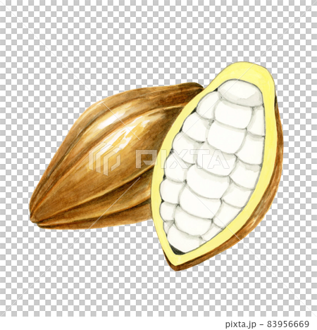 カカオ【手描き水彩画】 83956669