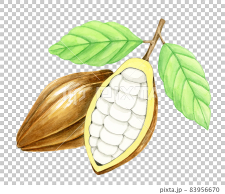 Cacao [Hand-painted watercolor] 83956670