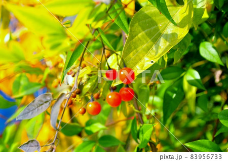 ヒヨドリジョウゴの赤い実 83956733