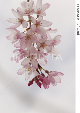 シダレザクラ（枝垂れ桜）の下垂する花姿が美しい 83956934