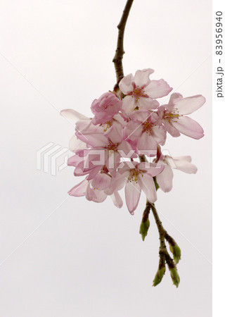 シダレザクラ(枝垂れ桜)の下垂する花姿が美しい シダレザクラ(枝垂れ桜)の下垂する花姿が美しい 83956940
