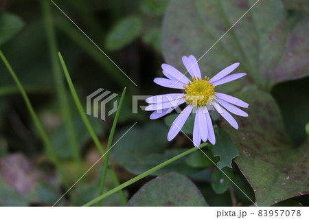 晩秋に薄紫の花を咲かせるヨメナ 晩秋に薄紫の花を咲かせるヨメナ 83957078