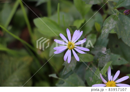 晩秋に薄紫の花を咲かせるヨメナ 晩秋に薄紫の花を咲かせるヨメナ 83957107