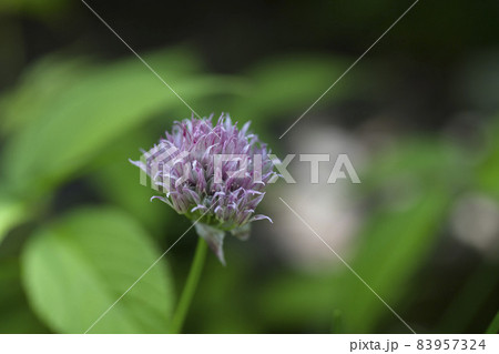 チャイブの花 チャイブの花 83957324