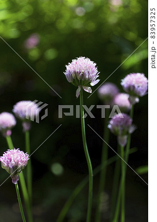 チャイブの花 83957325