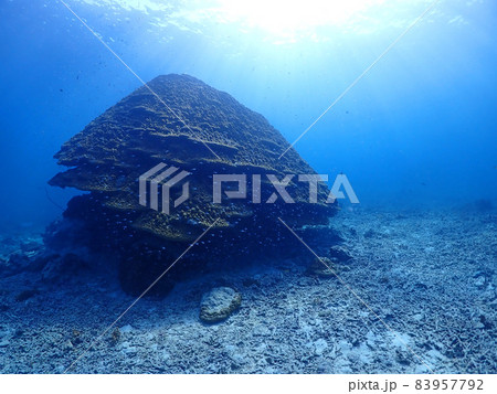 海底を泳ぐ大量の海魚・石垣島川平湾沖 83957792