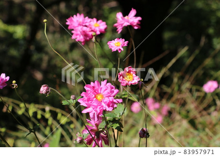 秋の陽射しのなかでピンク色に輝くシュウメイギク 83957971