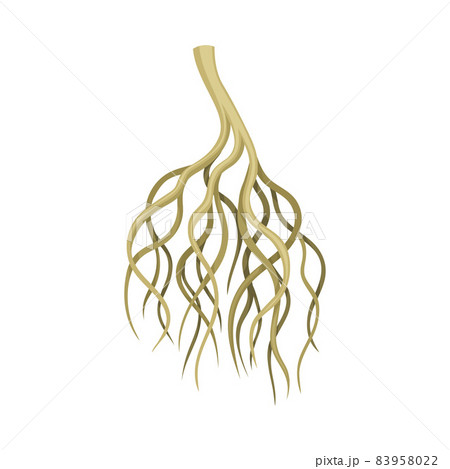 Tree rootstalk, bush or shrub underground stem. Botany or dendrology design element vector illustration 83958022