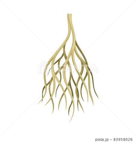 Root of plant, rhizoma, rootstalk. Botany or dendrology element vector illustration 83958026