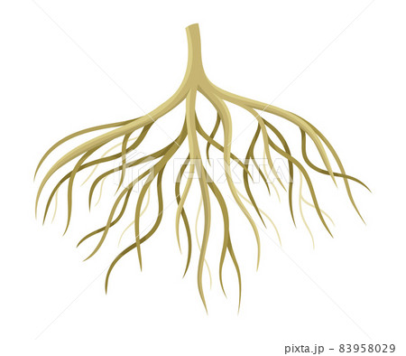 Tree rootstalk, bush or shrub root system. Botany or dendrology design element vector illustration 83958029