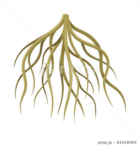 Root of tree, underground stem, rootstalk. Botany or dendrology design element vector illustration 83958069