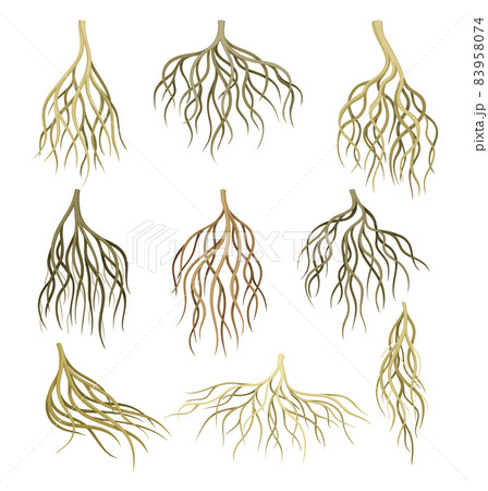 Root systems set. Underground stems, rootstalks. Botany or dendrology elements vector illustration 83958074