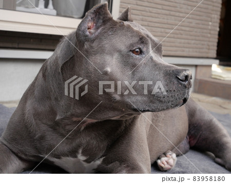 ピットブル ピットブル 83958180