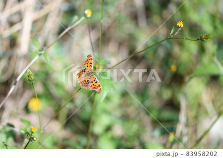 蝶のキタテハ（黄立羽） 83958202