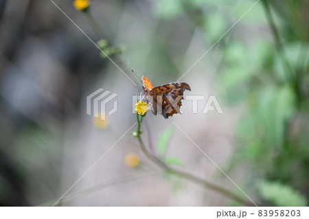 蝶のキタテハ（黄立羽） 83958203