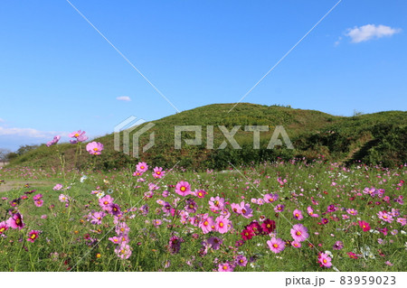 秋桜に彩られた高崎市二子山古墳 83959023