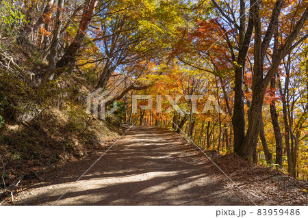 紅葉台へ向かう林道（富士河口湖町） 83959486