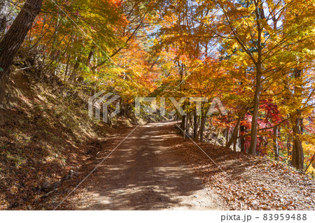 紅葉台へ向かう林道(富士河口湖町) 紅葉台へ向かう林道(富士河口湖町) 83959488