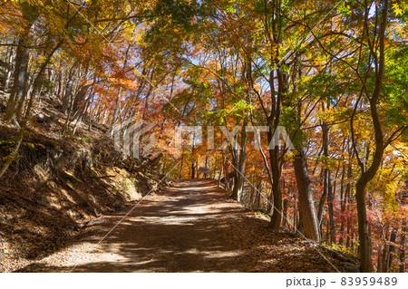 紅葉台へ向かう林道(富士河口湖町) 紅葉台へ向かう林道(富士河口湖町) 83959489