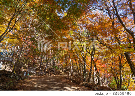 紅葉台へ向かう林道(富士河口湖町) 紅葉台へ向かう林道(富士河口湖町) 83959490